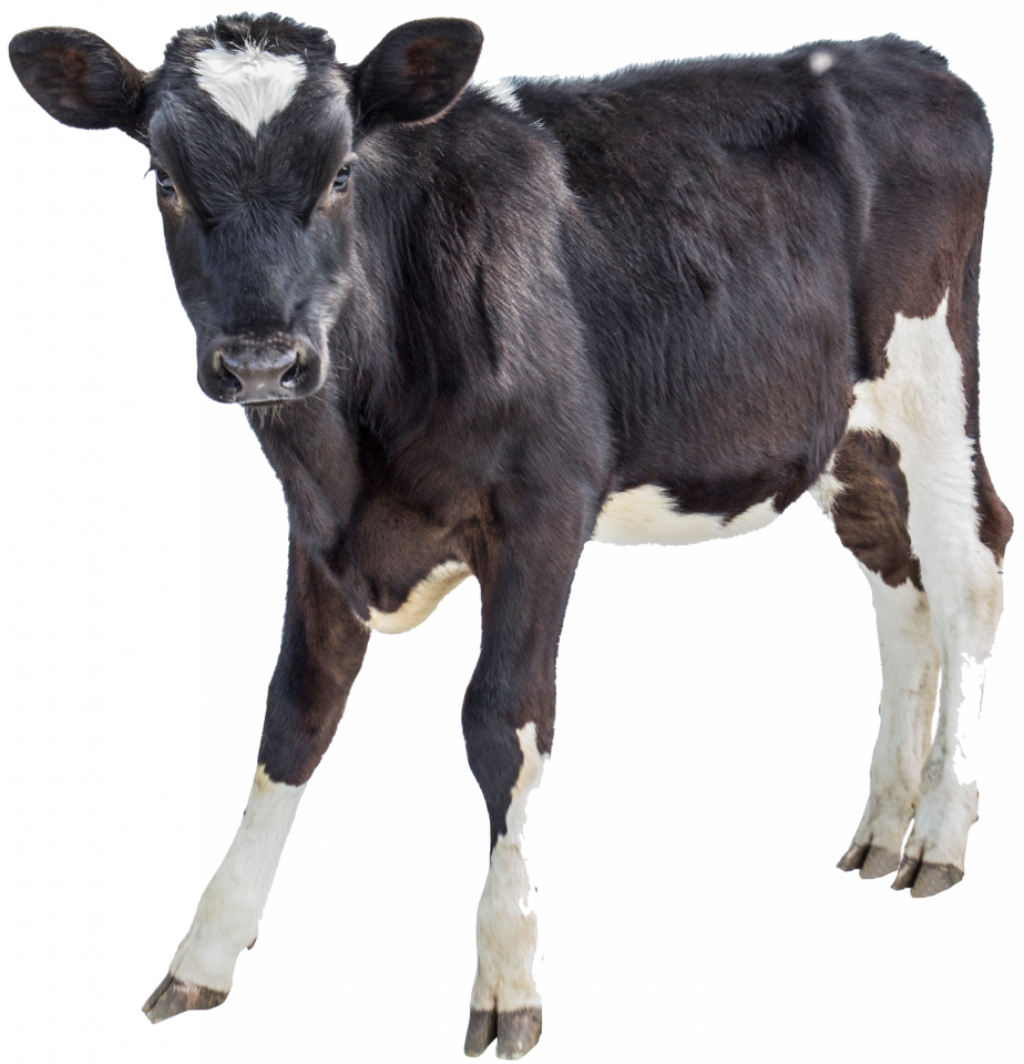 Calves | Cowhouse
