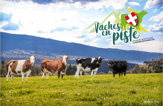 Vaches et Piste